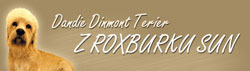 Roxburk Sun